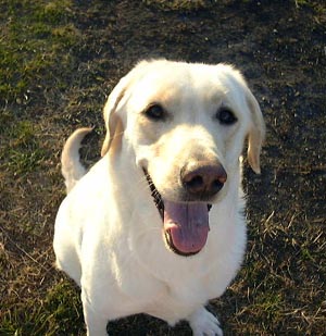 ����т����