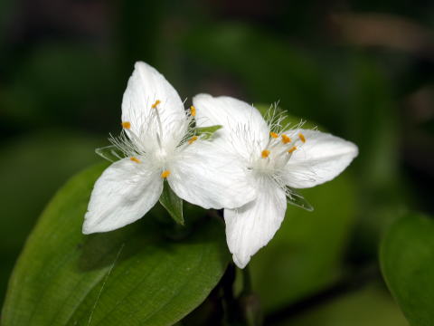 トキワツユクサとツユクサ科の花