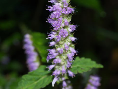 ナギナタコウジュと秋のシソ科の花