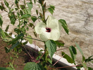 Pit