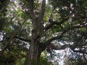 アカガシ　 Quercus acuta