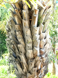 幹に長く付着しているブラジルヤシの葉柄。葉柄の付け根には長い針のようなトゲはない
