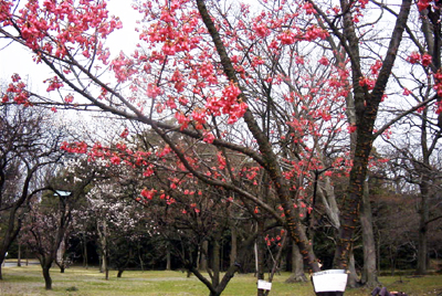 ヒカンザクラ(京都府立植物園：2000.4.2)