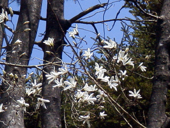 タムシバ(2001.4.2 森林植物園)）