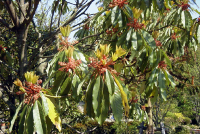 ユズリハ(西宮市北山緑化植物園：2000.4.29)