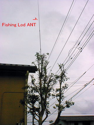 put up my antenna on a tree