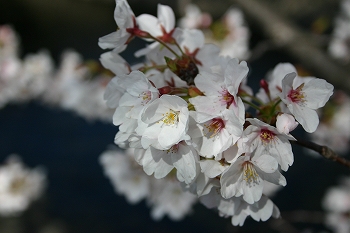新田橋から見た満開の桜の写真