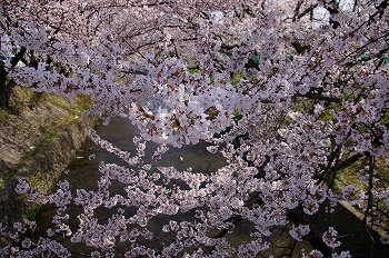 満開の五条川の桜の写真