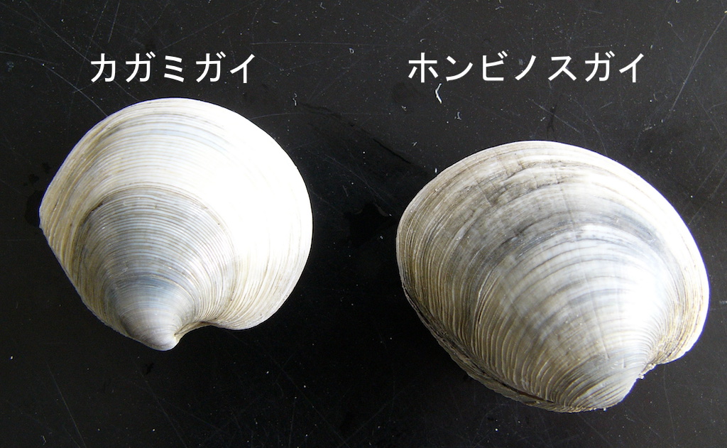 ホンビノスガイ１