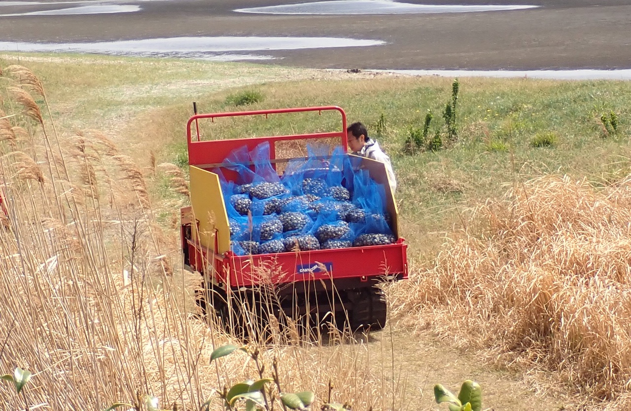 三番瀬の画像