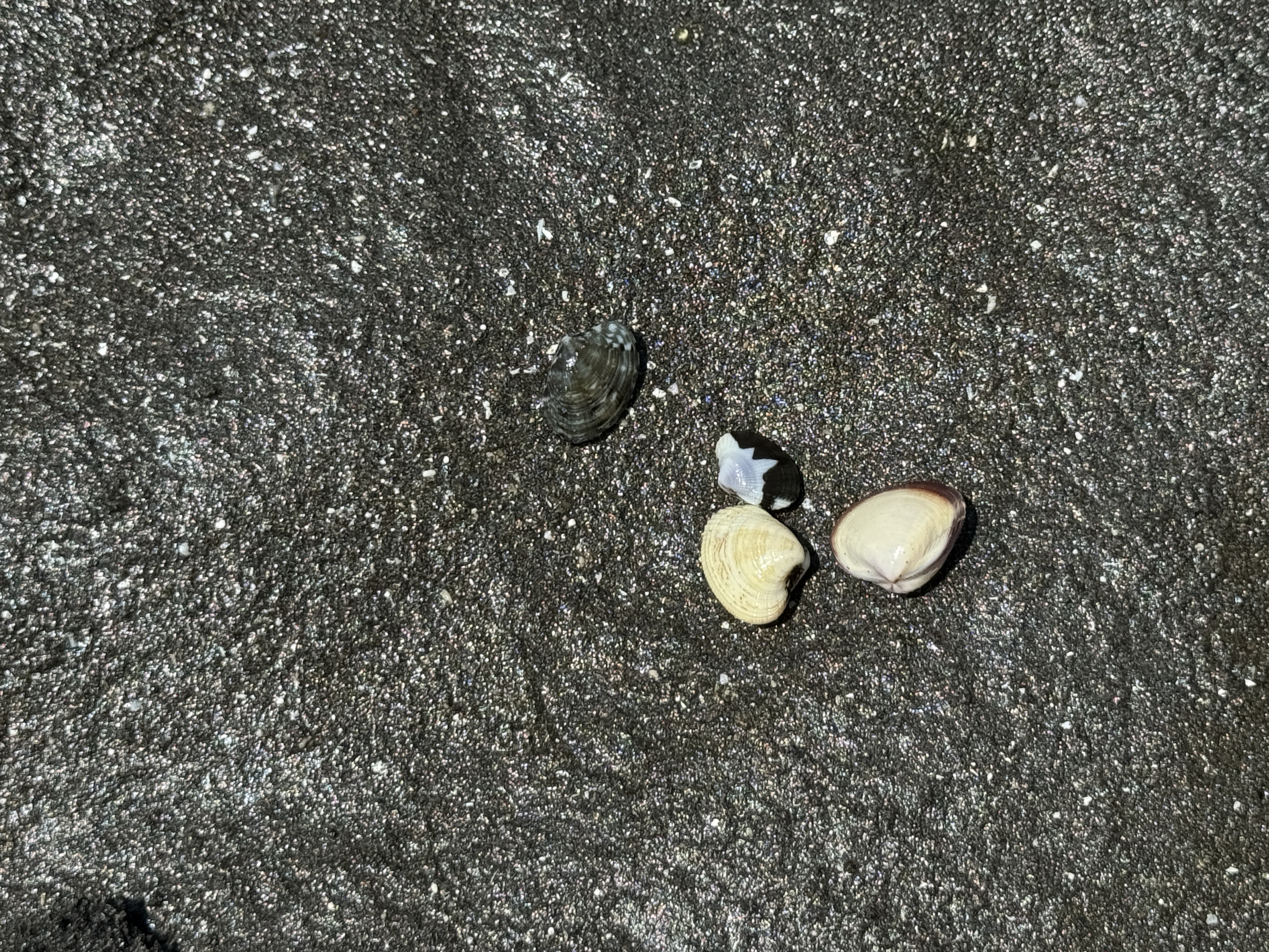 三番瀬の画像