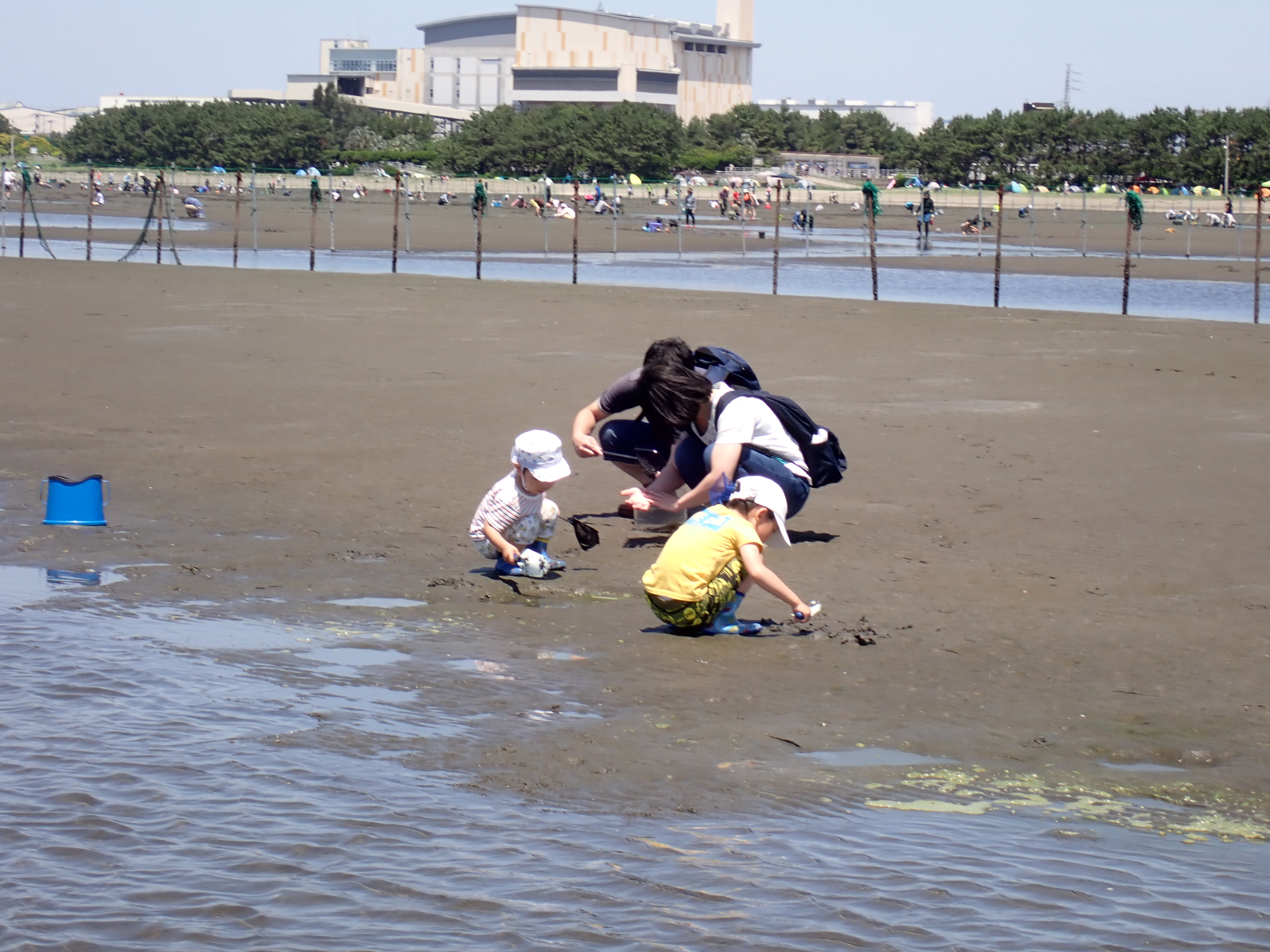 観察の画像