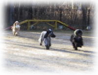 �h�b�O�����Q