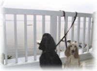 �e���X�ɂ�