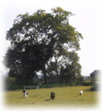 �h�b�O�s�A�b�c�@