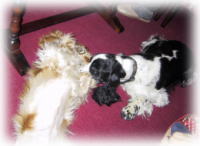 �R�X������ƃ~���E����