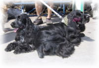 �Q�V���b�g