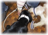 ����ɖ���