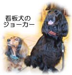 �W���[�J�[