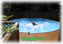 ��񂱗p�v�[��