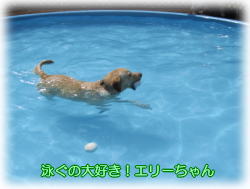 �X�C�}�[�G���[