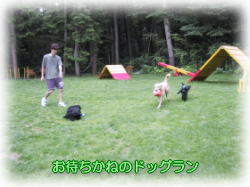 �h�b�O����