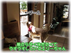 �v�[���ɍs������