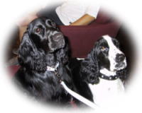 �R�X���ƃV�F���[