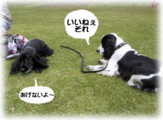 �V�F���[�ƃR�X��