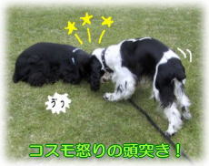 �V�F���[�ƃR�X��