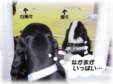 �S���h�����t�g