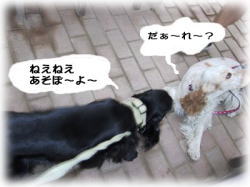 �ǂ���񁕃V�F���[