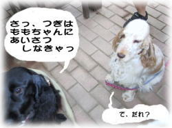 �ǂ���񁕃V�F���[