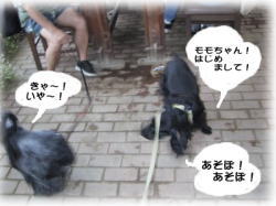 ��������񁕃V�F���[