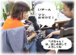 �x�K����񁕃V�F���[