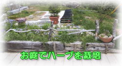 �n�[�u�؉�