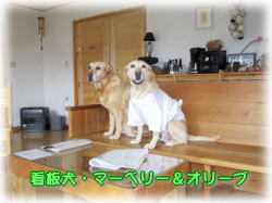 �}�[�x���[���I���[�u