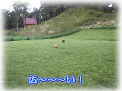 �i�i����񁕃V�F���[