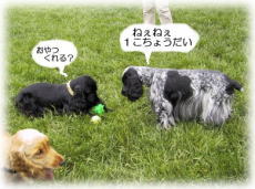 �o�f�B�����̂��肢