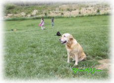 �}�[�x���[