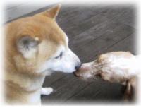 �T���^����ɂ����A