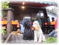 ���`�F�b�^