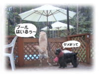 �v�[���ɂ͂��那