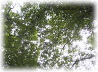 �����V�C