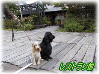 ���X�g�����O