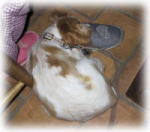 �X���b�p��D��