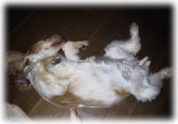 �����b�N�X