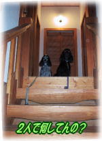 �Ȃɂ��Ă�́H