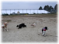 �h�b�O�����ɂ�