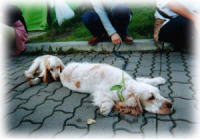 ����Ȃ��|�[�Y